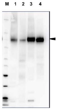 H+ATPase | Plasma membrane H+ATPase (rabbit antibody) in the group Antibodies Plant/Algal / Arabidopsis thaliana at Agrisera AB (Antibodies for research) (AS07 260)